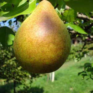Poirier Beurré Clairgeau