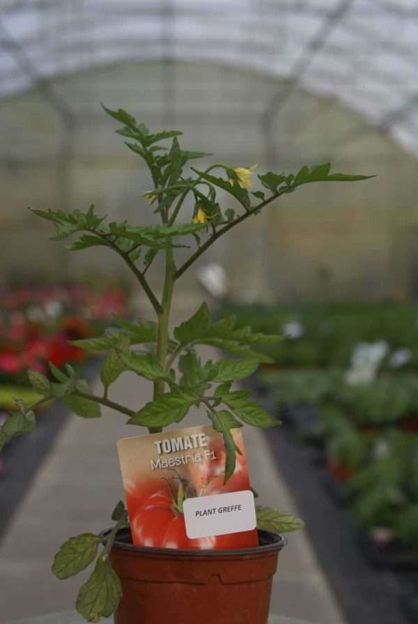 Tomate greffée Maestria F1