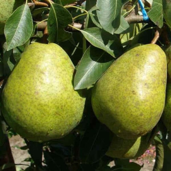 Poirier Duchesse D'Angoulême