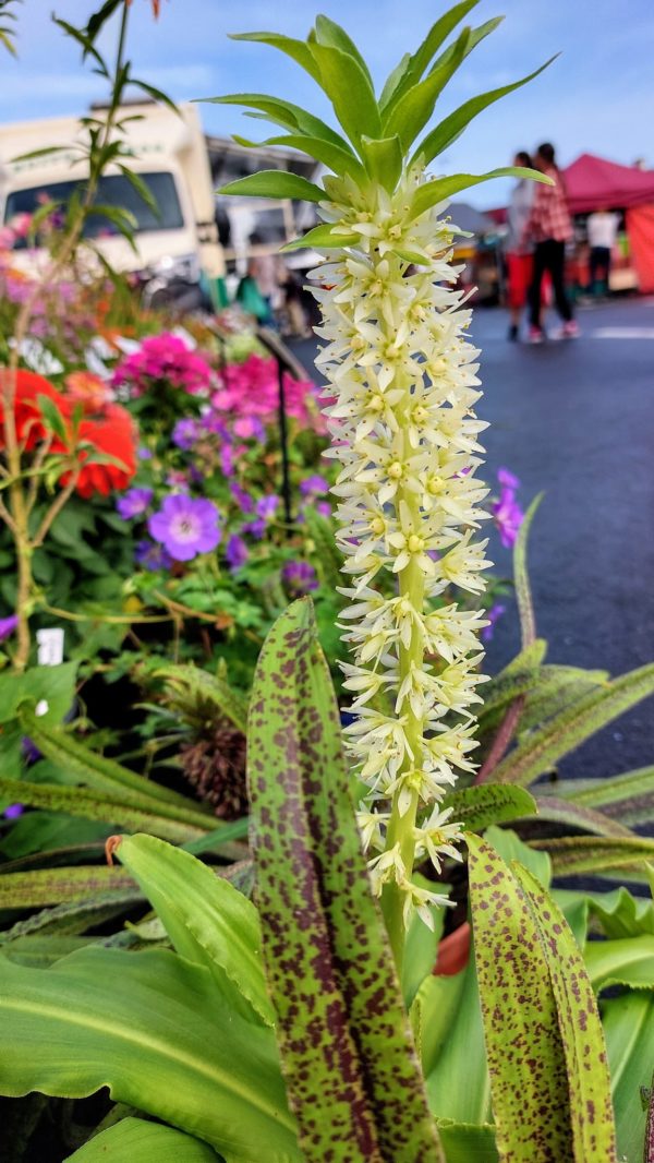 Eucomis Autumnalis Playa Blanca®