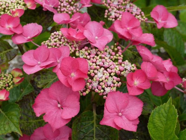 Hydrangea Teller Zorro Rose®