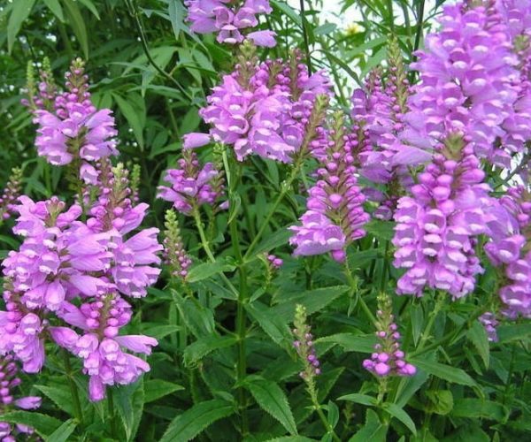 Physostegia Virginiana 'bouquet rose'