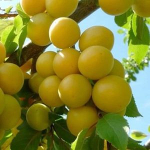 Prunier reine Claude Dorée