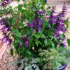 Salvia Amistad – Image 2