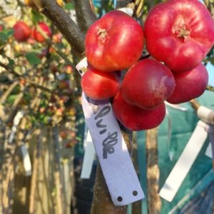 Pommier Calville Rouge 1/2 tige 8/10  5ans