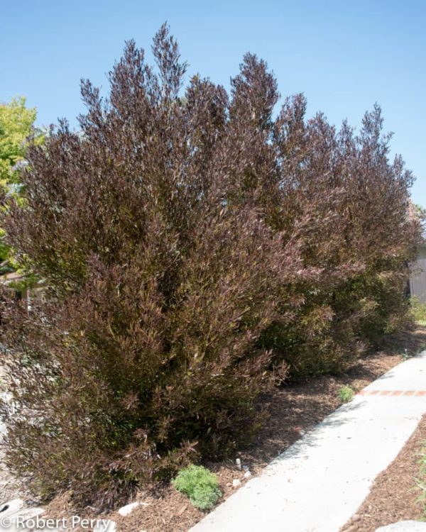 Dodonaea Viscosa Purpurea