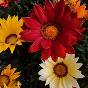 Gazania
