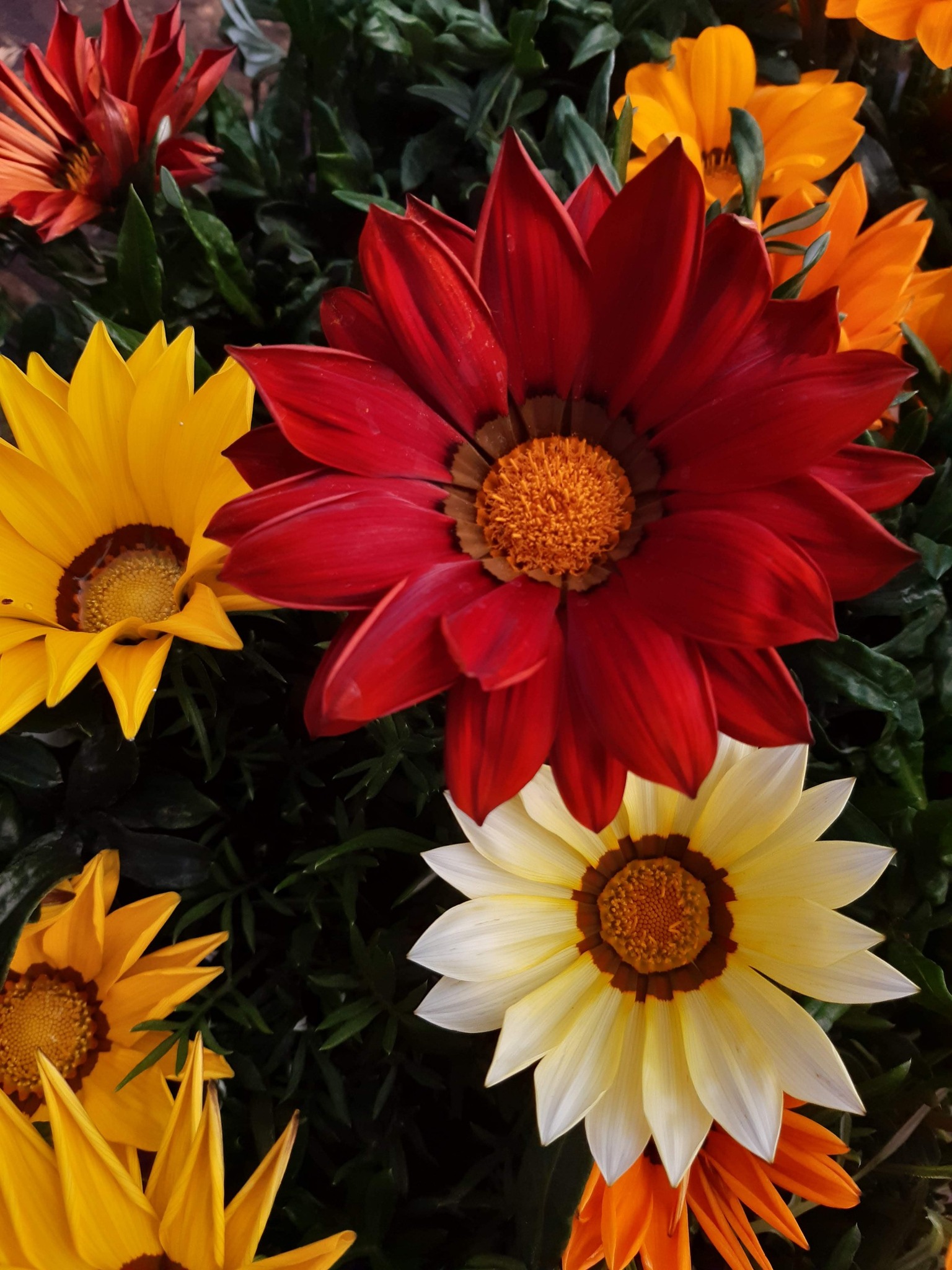 Gazania
