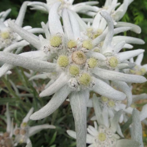 Leontopodium Blossom Of Snow®