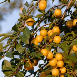 Prunier Mirabelle De Nancy