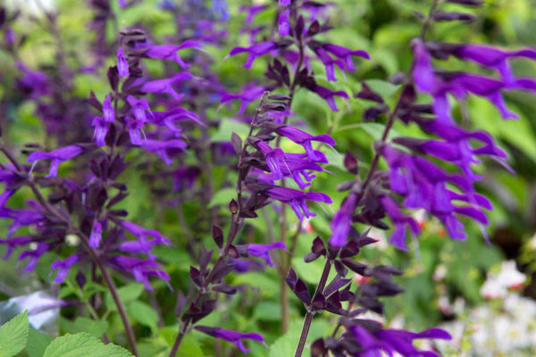 Salvia Amistad – Image 3