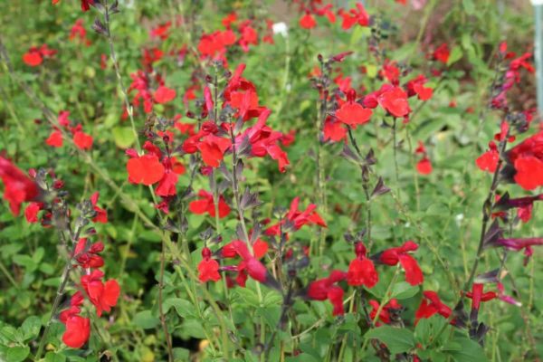 Salvia Microphylla Grahamii