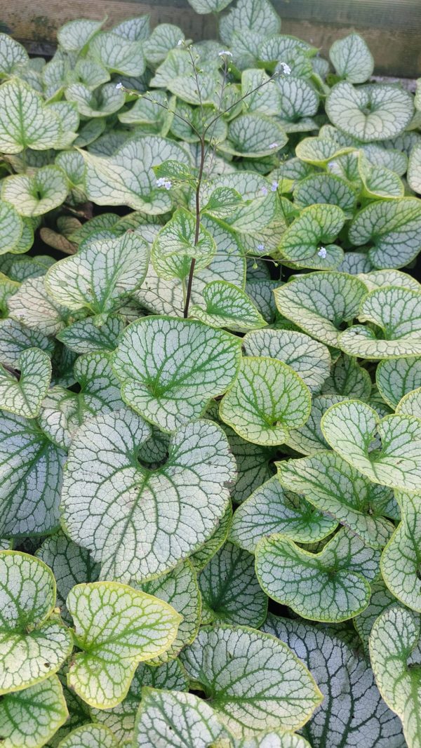 Brunnera Macrophylla Jack Frost