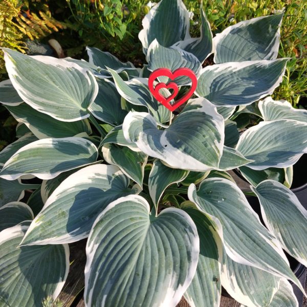 Hosta El Niño – Image 2