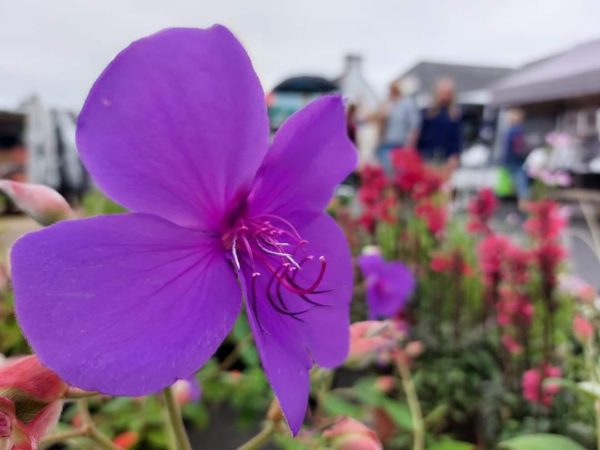 Tibouchina Urvilleana