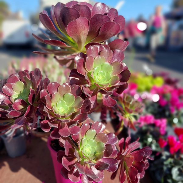 Aeonium Velours – Image 2