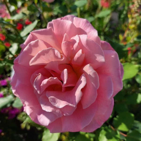 Rosier Astrée – Image 2