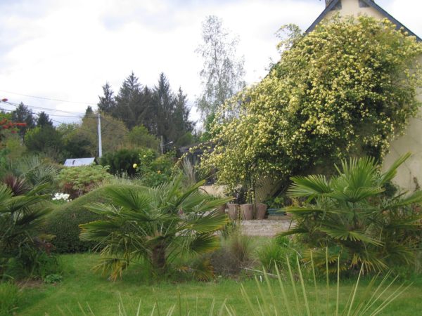 Rosier liane Banksiae Lutea – Image 3