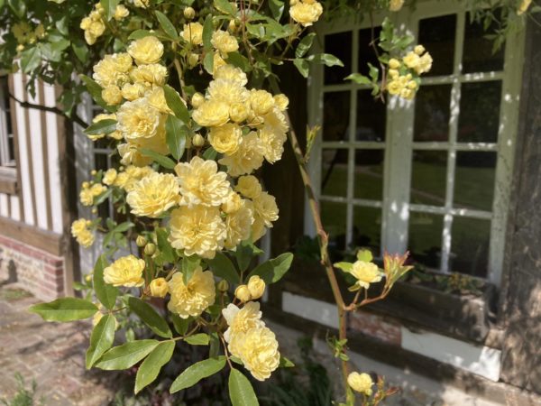 Rosier liane Banksiae Lutea