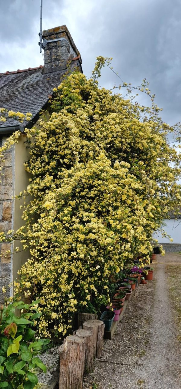 Rosier liane Banksiae Lutea – Image 2