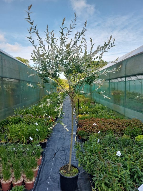 Salix Hakuro Nishiki