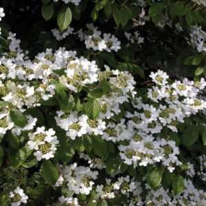 Viburnum Plicatum Watanabe