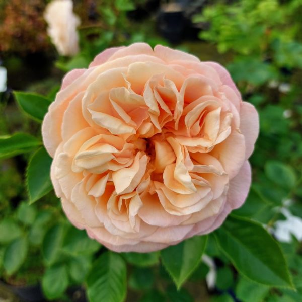 Rosier Voluptia Amber