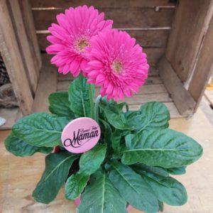 Gerbera Sweet Maggie