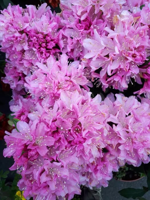 Rhododendron Graziella – Image 2