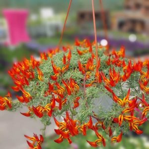 Lotus Berthelotii