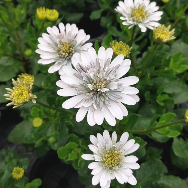 Osteospermum Double White