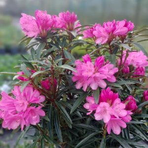 Rhododendron Graziella
