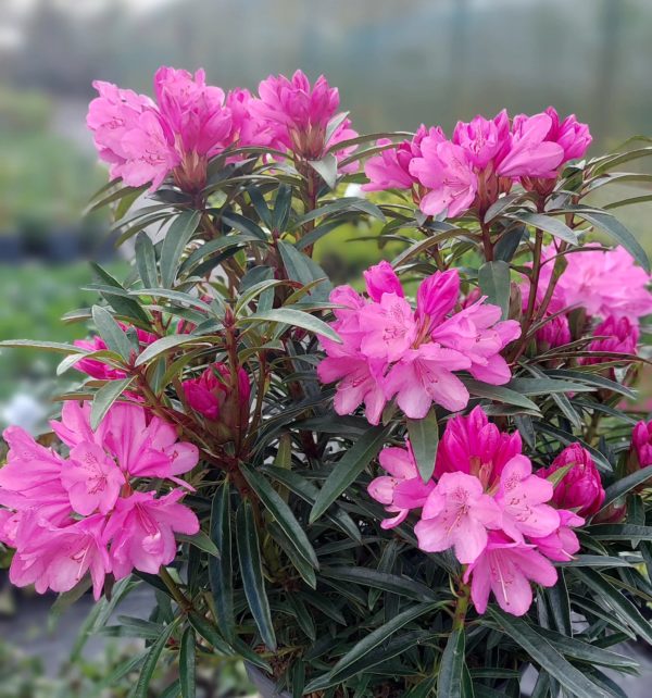 Rhododendron Graziella