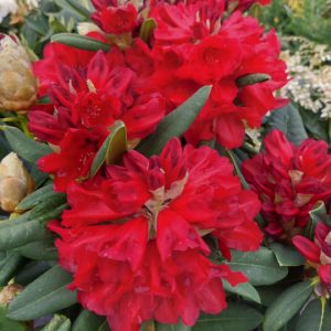 Rhododendron Léo