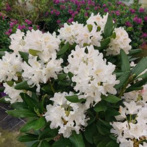 Rhododendron Cunningham's White