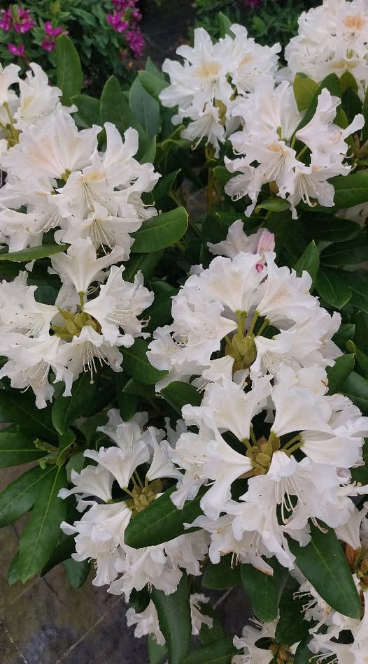 Rhododendron Cunningham's White – Image 2