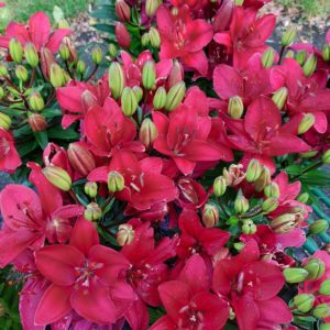 Lys Fantasiatic Raspberry