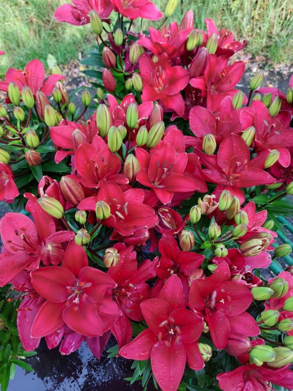 Lys Fantasiatic Raspberry