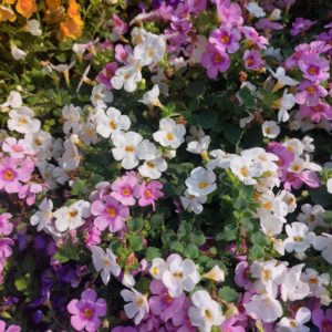 Bacopa