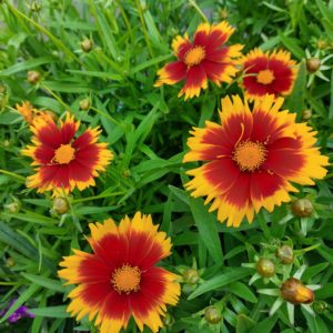 Coréopsis Uptick Gold & Bronze