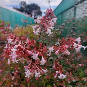 Abelia Grandiflora