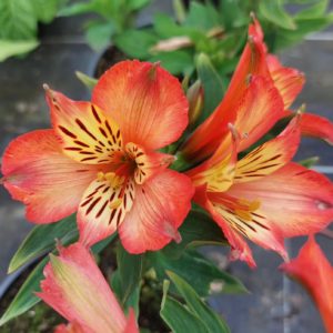 Alstromeria Inticancha Bryce
