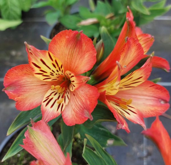 Alstromeria Inticancha Bryce