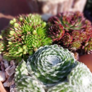 Sempervivum Joubarbe