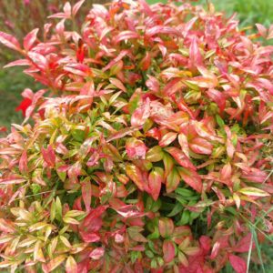 Nandina Domestica  Fire Power