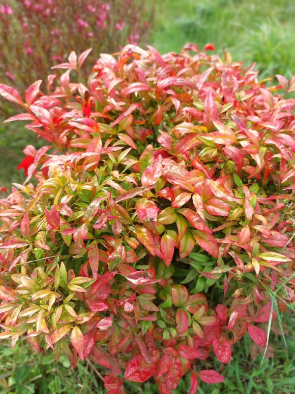 Nandina Domestica  Fire Power
