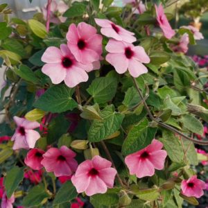 Thunbergia