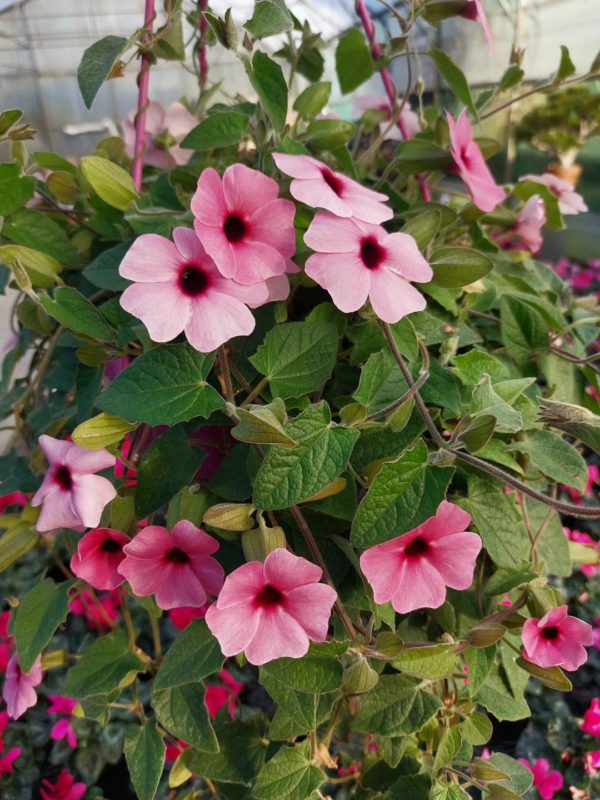 Thunbergia
