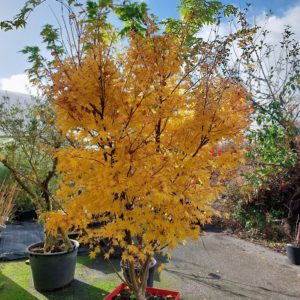 Acer Palmatum Sango Kaku ou Senkaki