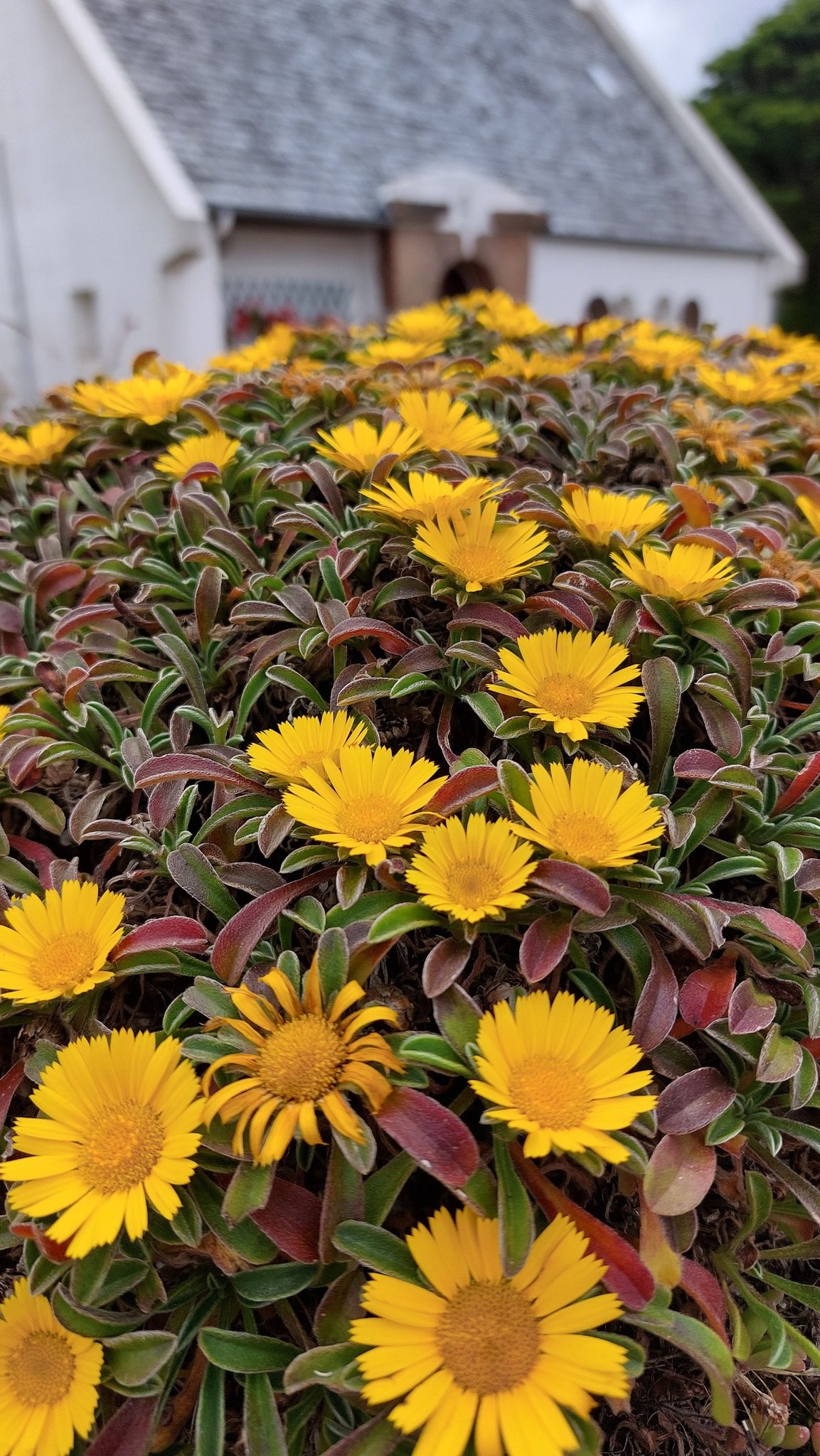 Astericus Golden Dollars – Image 2